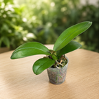 Phalaenopsis Taida Fancy Queen 'A12524'