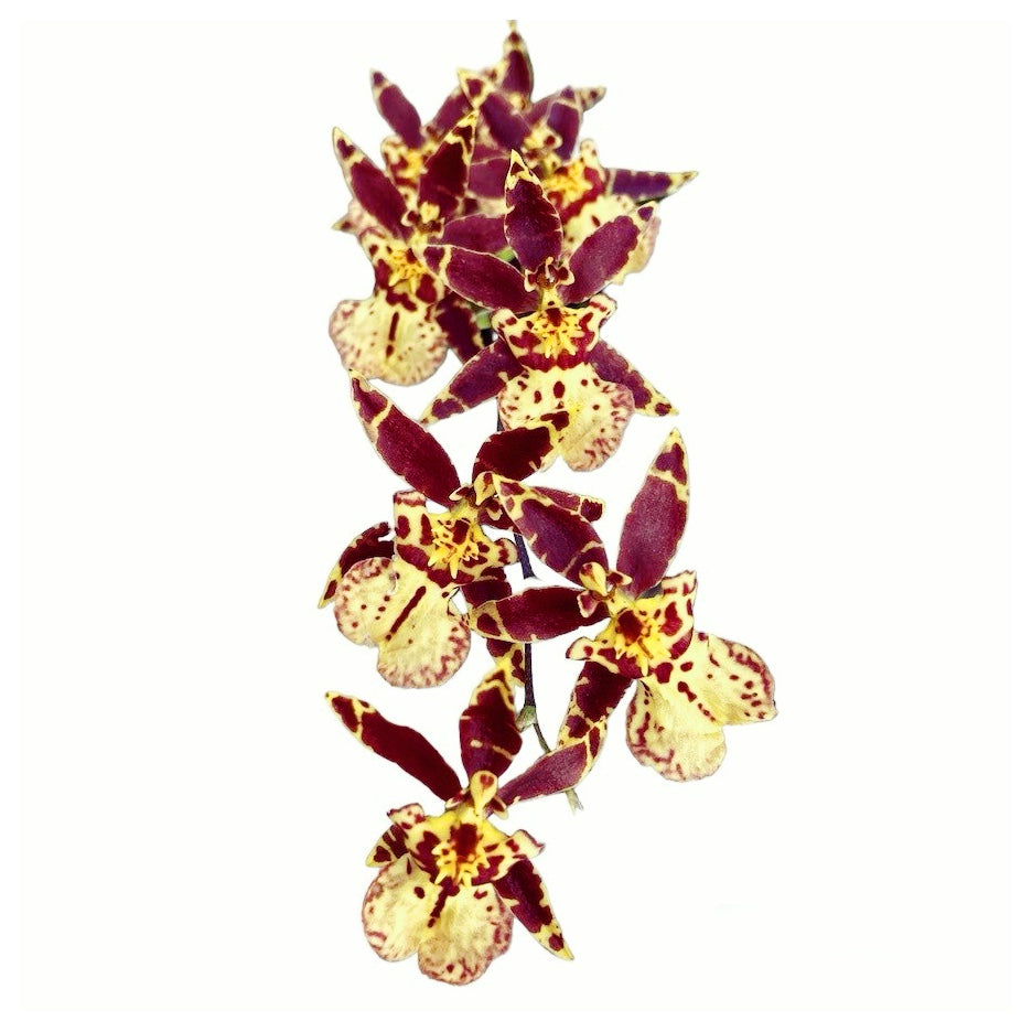 Oncidium (Cyrtocidium) Holm’s Wizard - zlatni - vrlo mirisan!