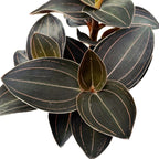 Ludochilus Zeeschildpad (Juweelorchidee)