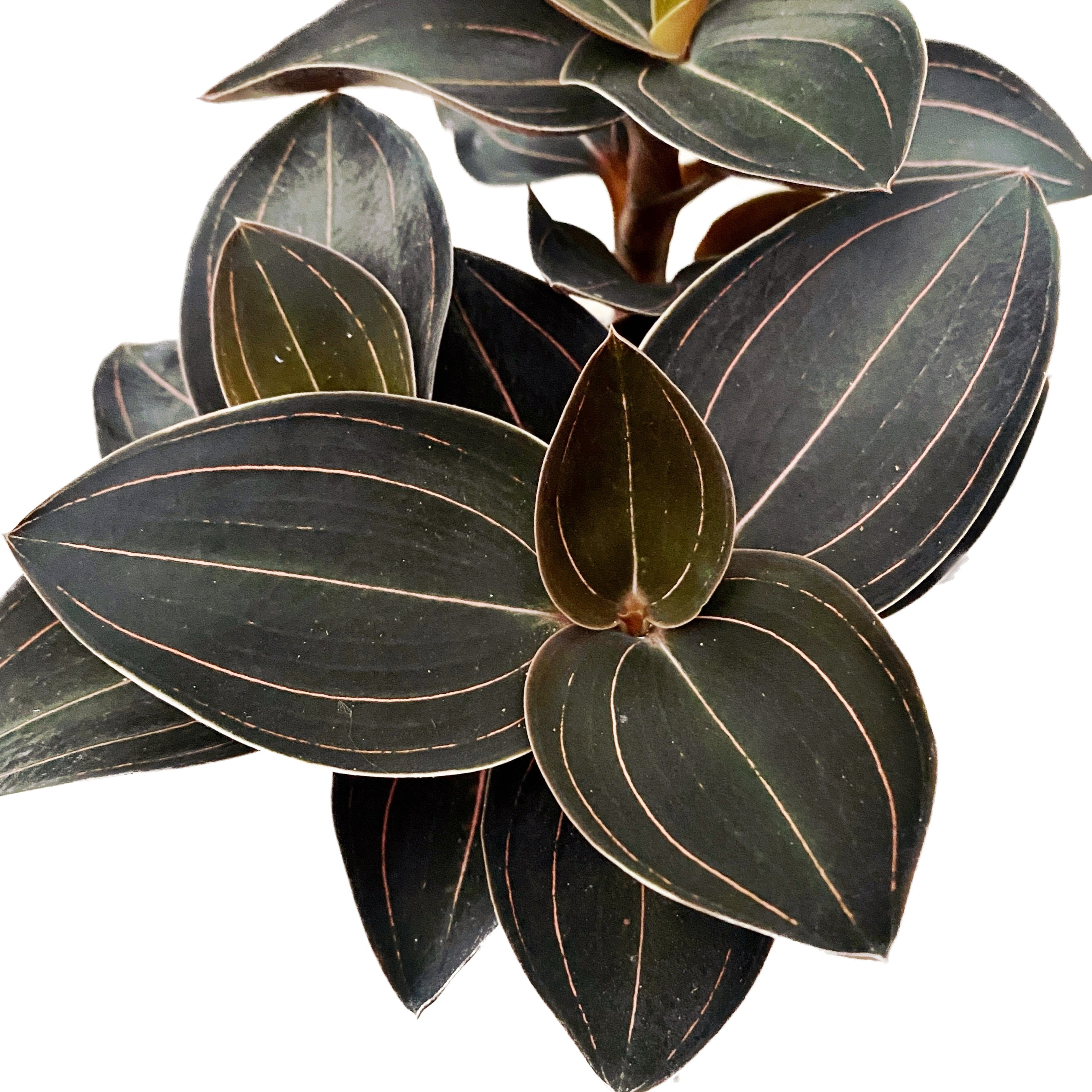 Ludochilus Sea Turtle (Jewel Orchid)