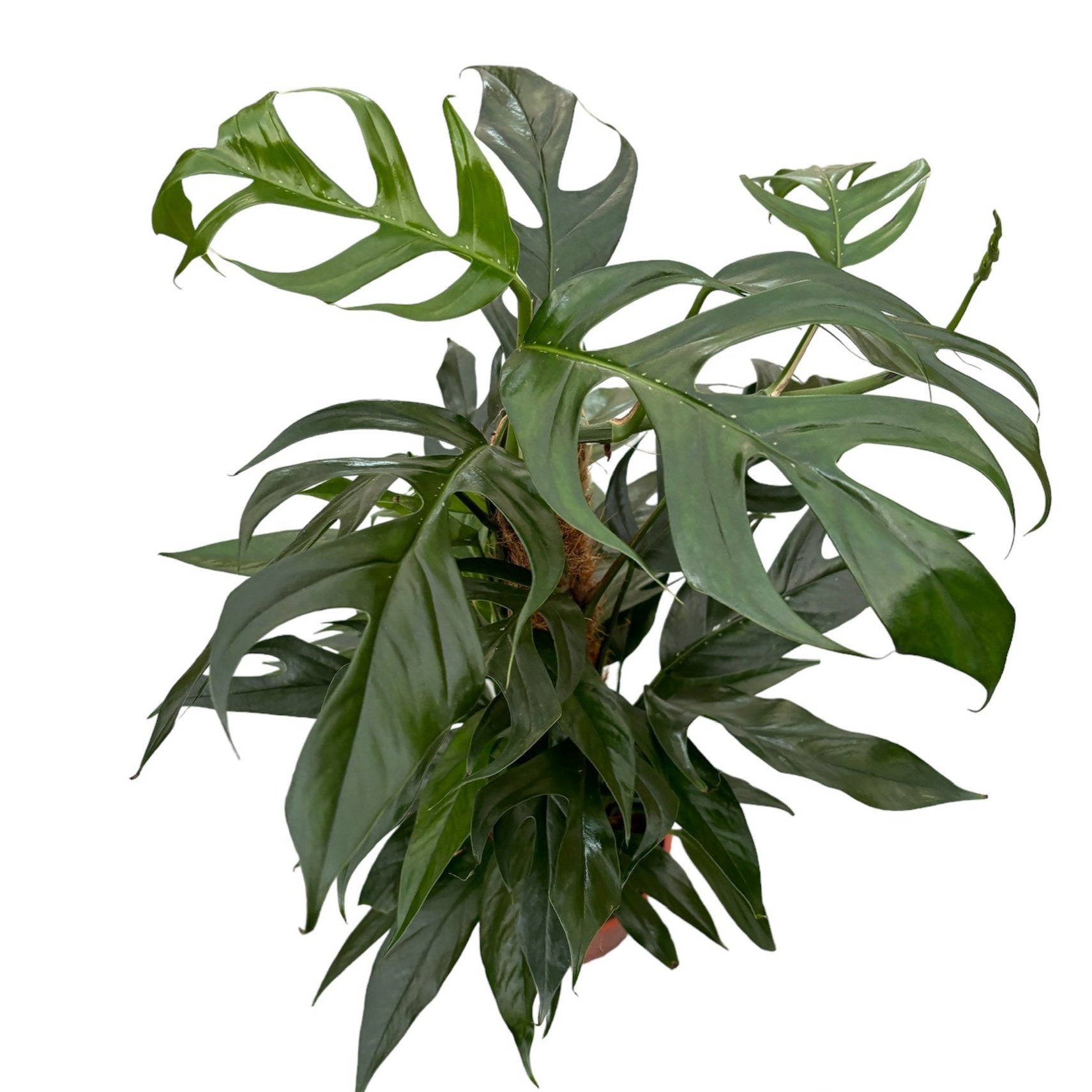 Epipremnum pinnatum 'Baltic Blue'