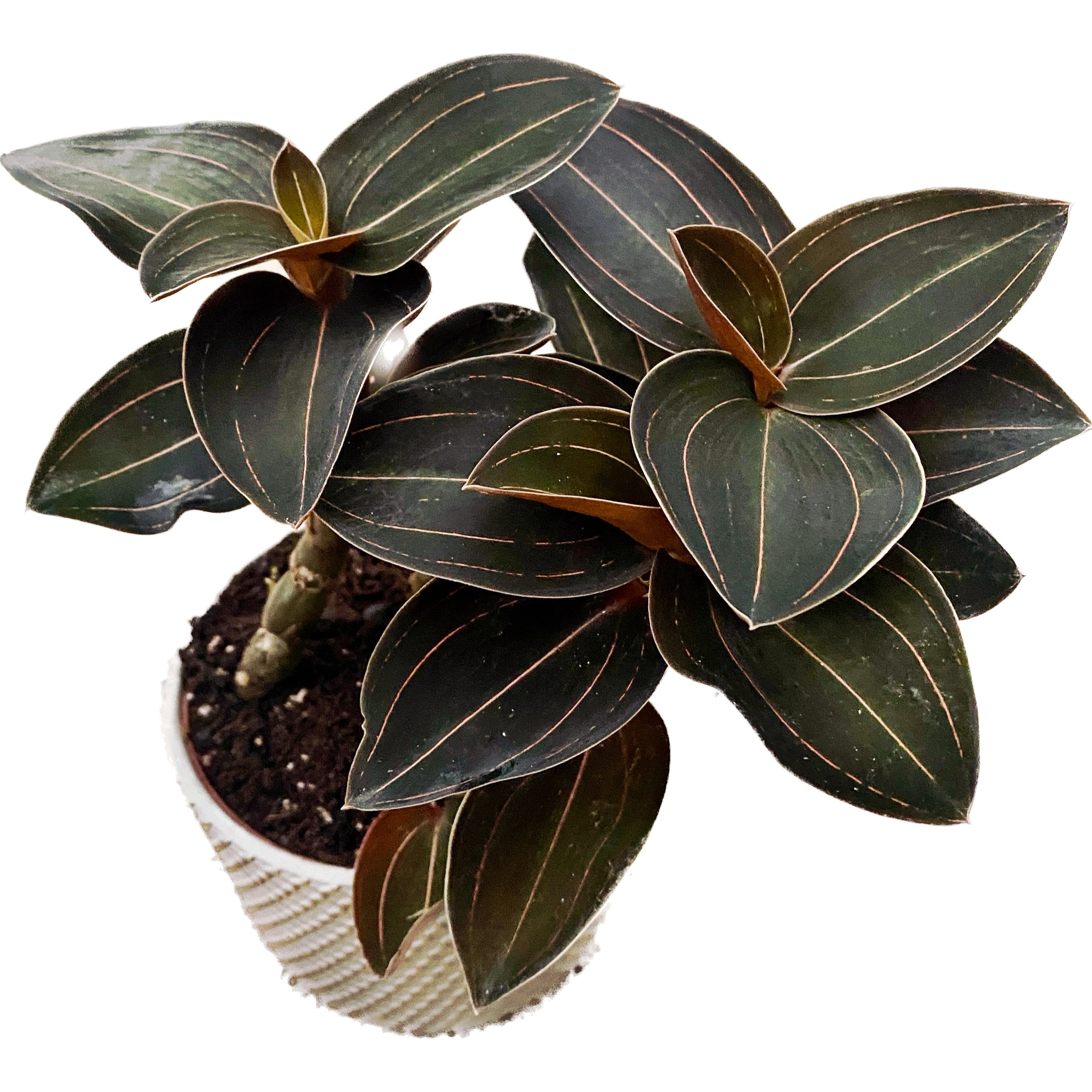 Ludochilus Sea Turtle (Jewel Orchid)