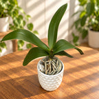 Phalaenopsis King Car Marble ‘717’ - labello grande