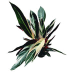Calathea Triostar (Stromanthe Sanguinea Triostar) D12