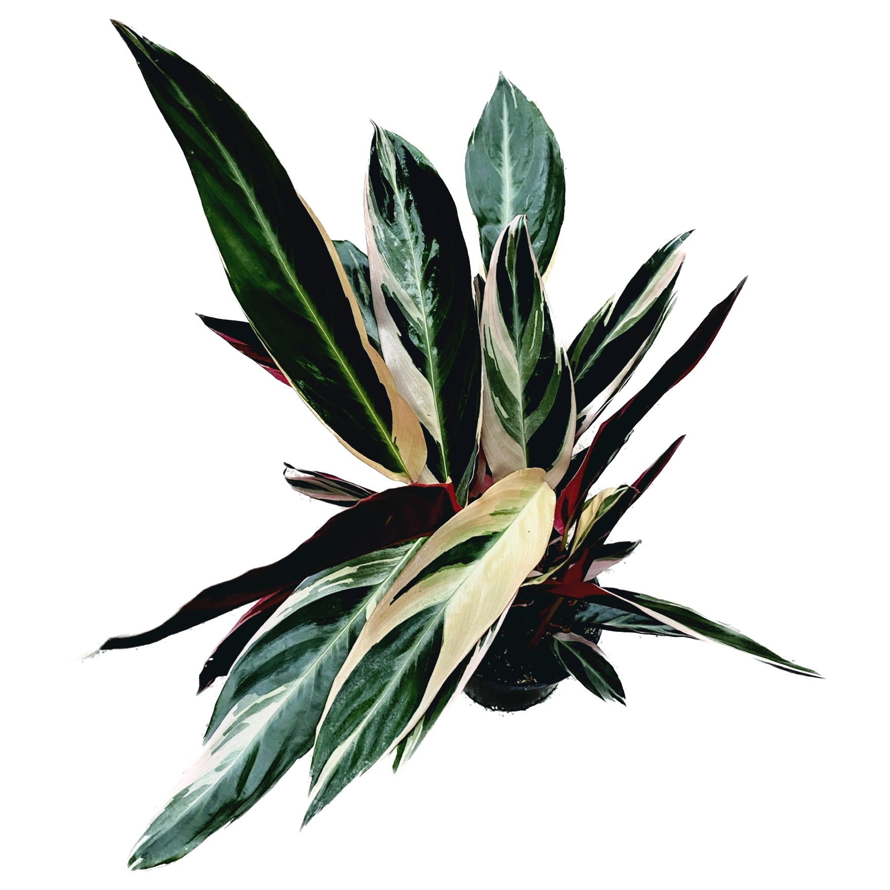 Calathea Triostar (Stromanthe Sanguinea Triostar) D12