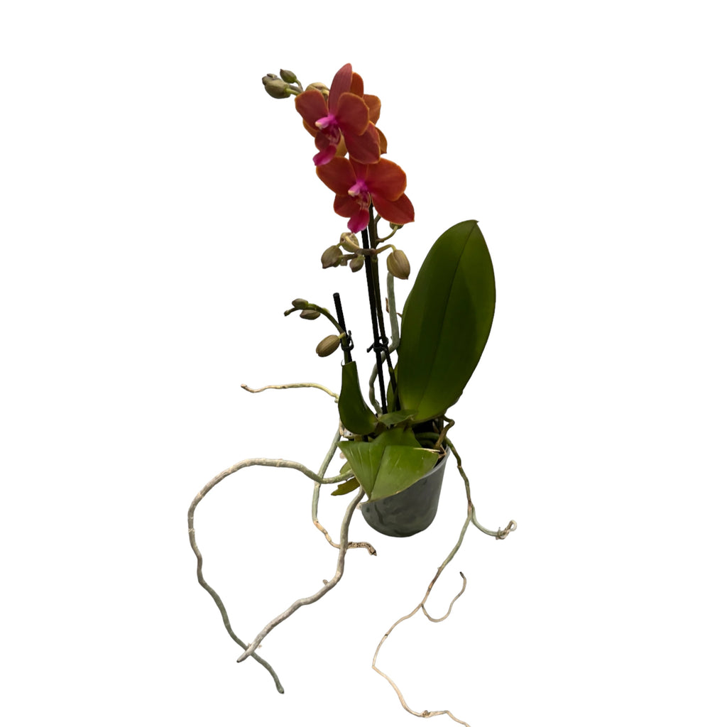 Phalaenopsis Trixion voňavá