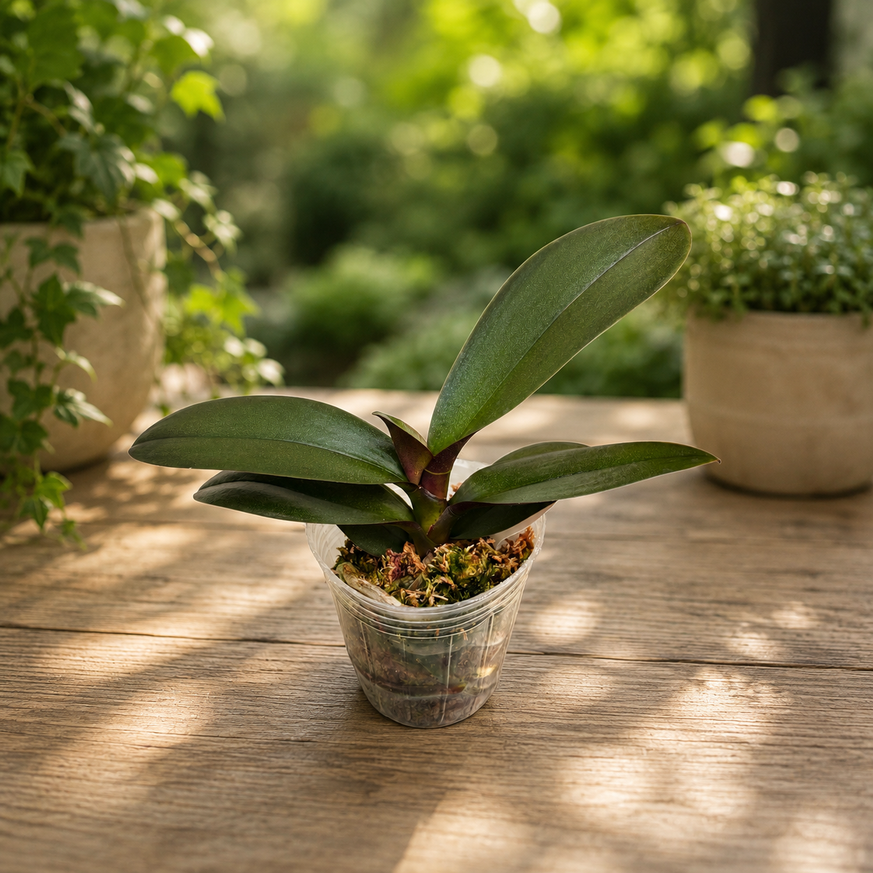 Phalaenopsis Ark's Happy Magician '3674'