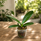 Phalaenopsis Miki Fantasy (peloric)