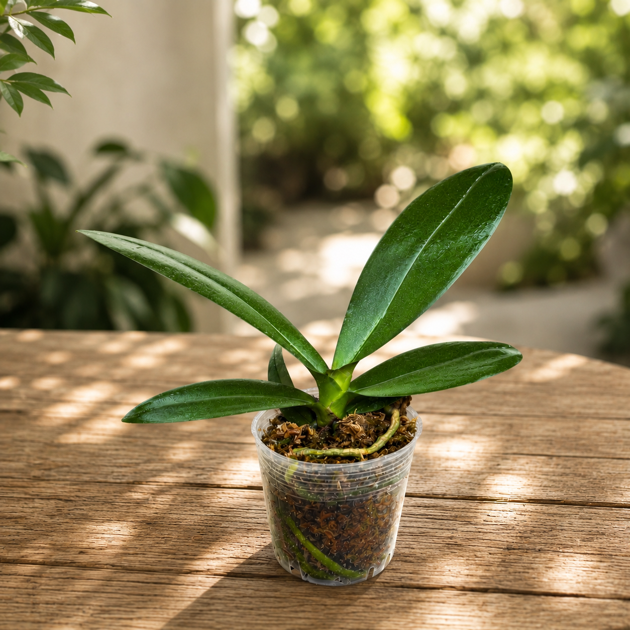 Phalaenopsis Miki Fantasy (peloric)