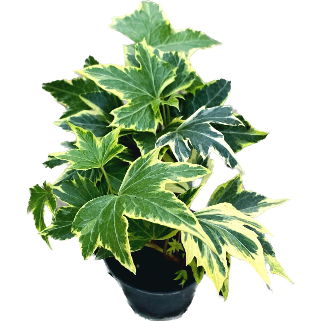 Lierre - Hedera helix 'Yellow Ripple'