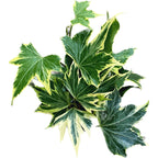 Efeu - Hedera helix 'Yellow Ripple'