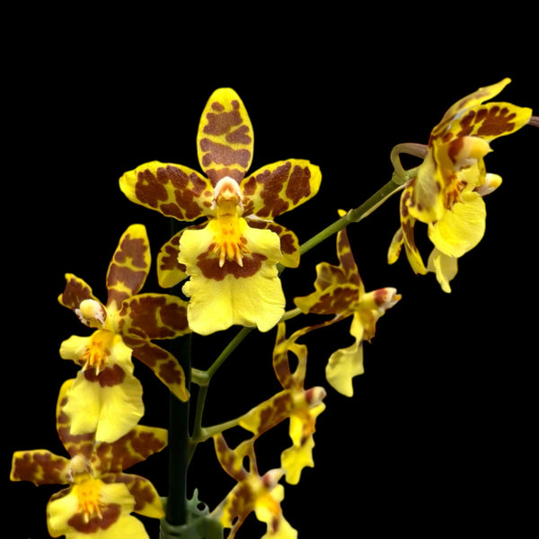 Oncidium - duftend