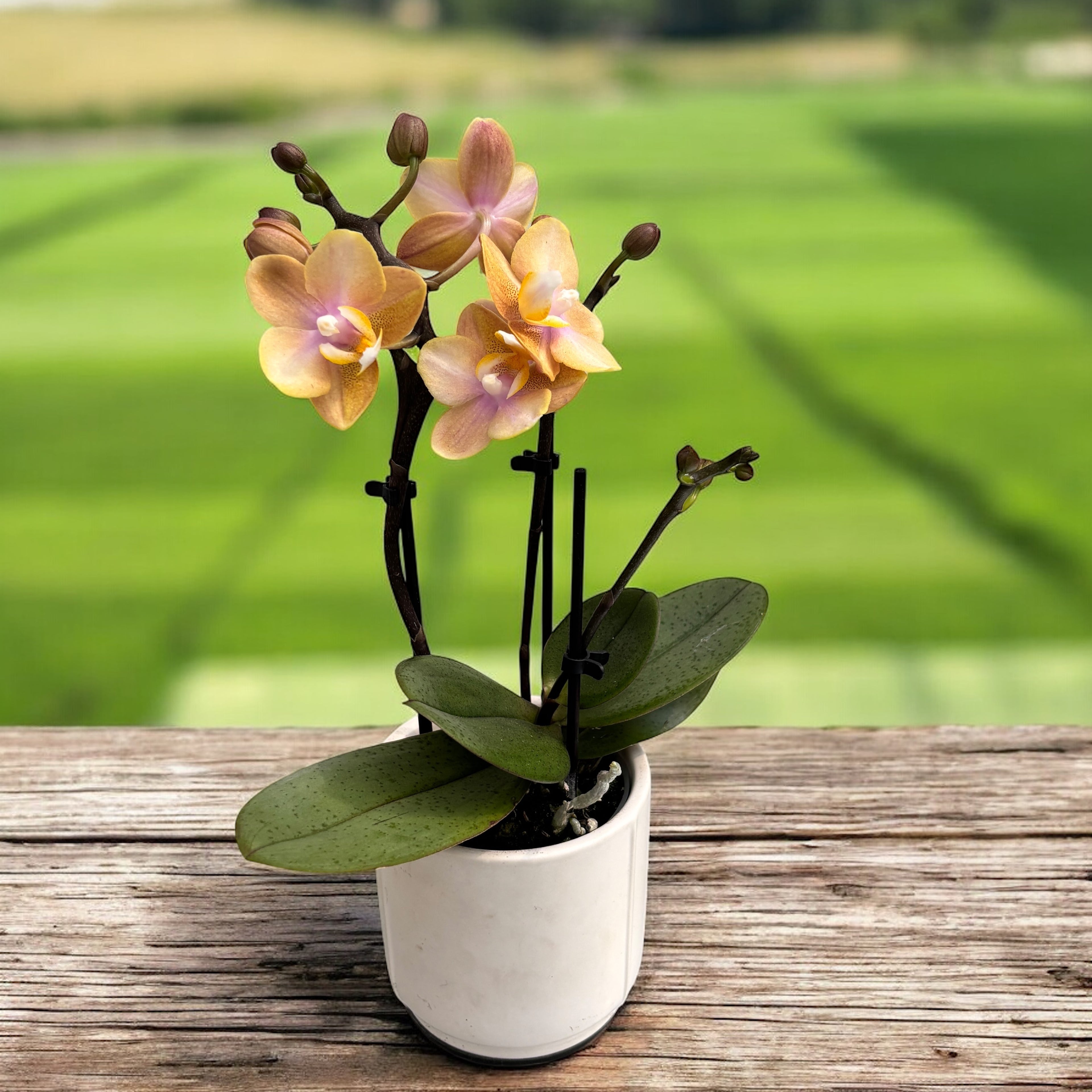 Phalaenopsis Scention (Aromio Fresh) - fiori intensamente profumati
