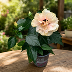 Hibiscus rosa-sinensis - Japanska ruža s dvostrukim kremasto-ružičastim cvijetom