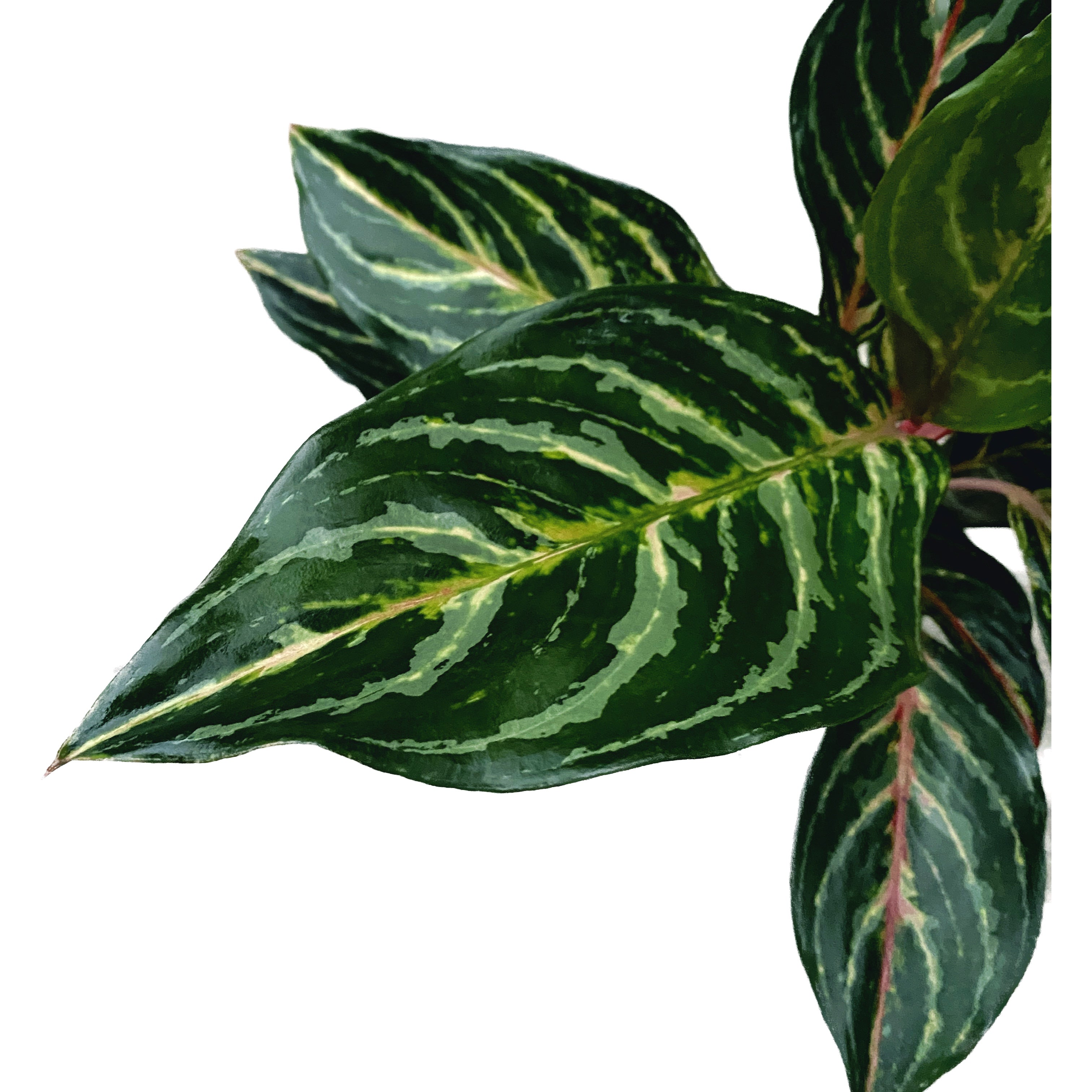 Aglaonema 'Dreamcatcher’