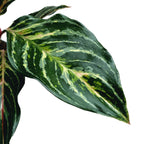 Aglaonema 'Dreamcatcher’