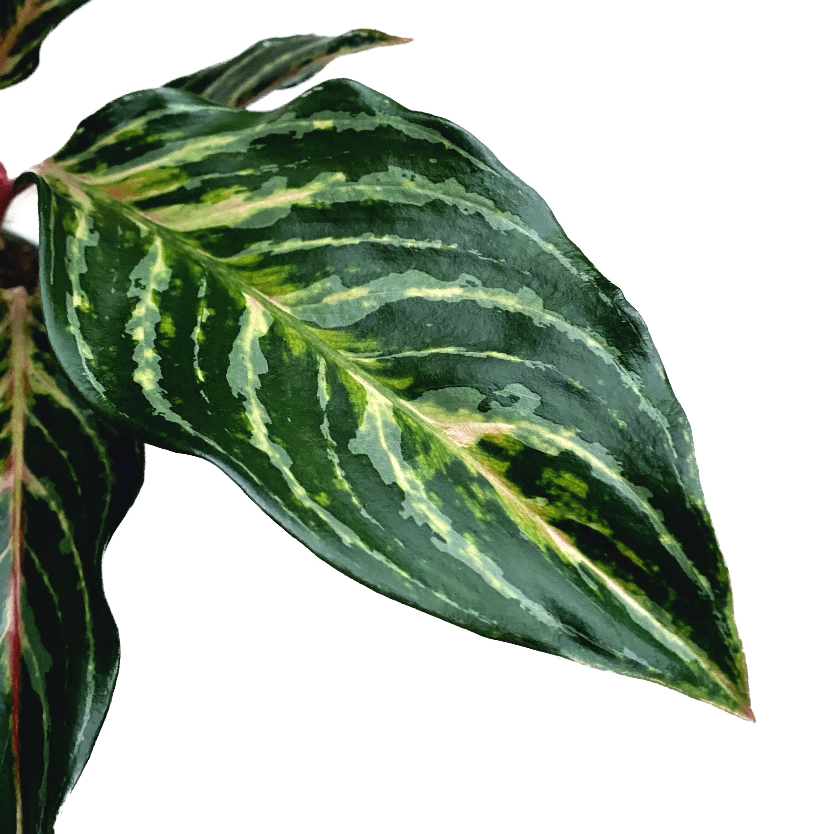 Aglaonema 'Dreamcatcher’