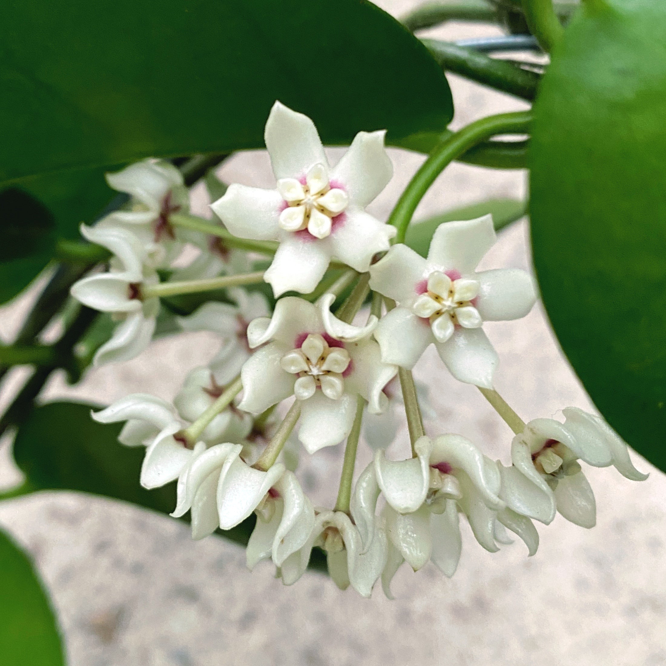 Hoya australis ssp. tenuipes (arcada) cu flori/pedunculi