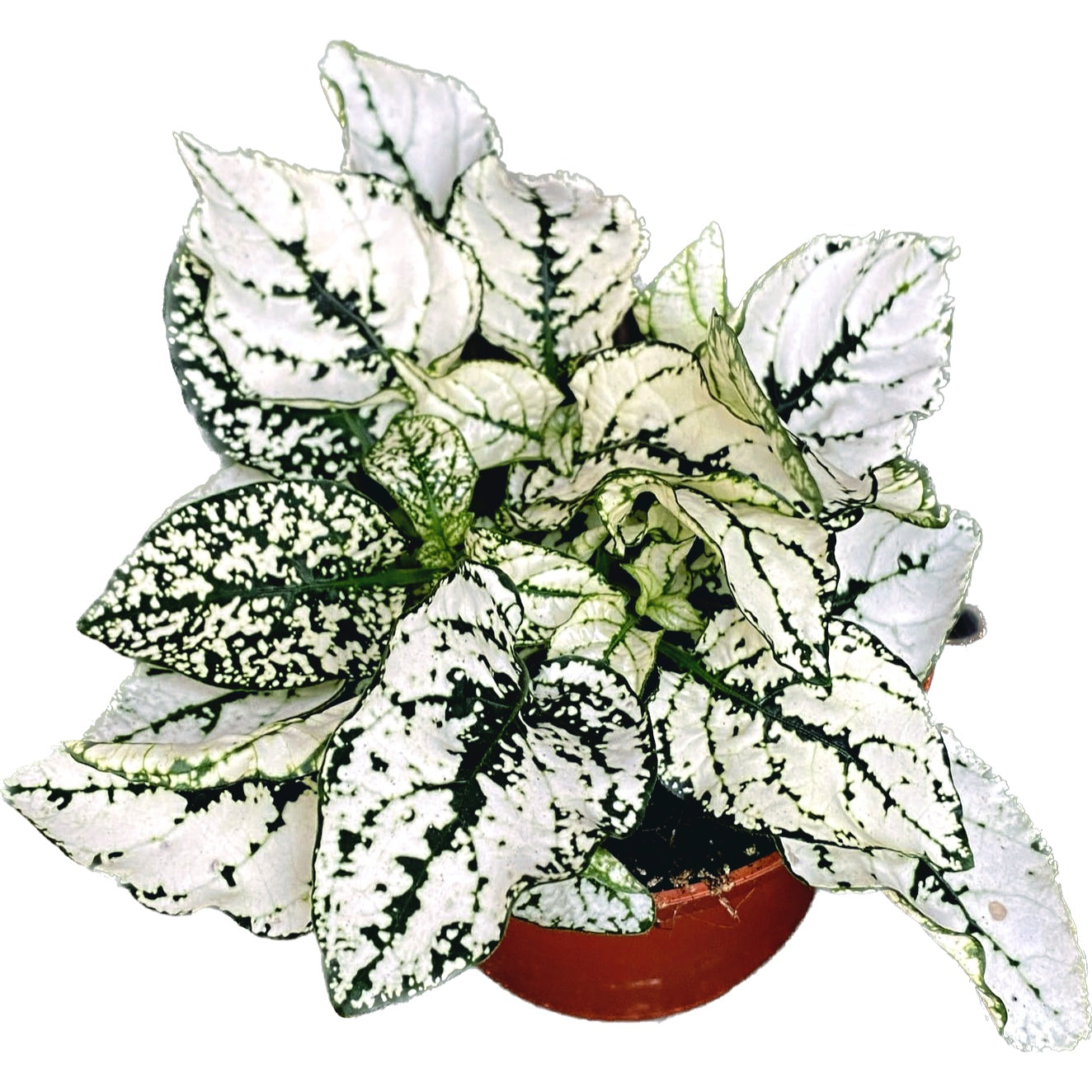 Hypoestes phyllostachya 'Splash Select White' (planta cu pistrui