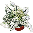 Hypoestes phyllostachya 'Splash Select White' (Punktierte Pflanze)