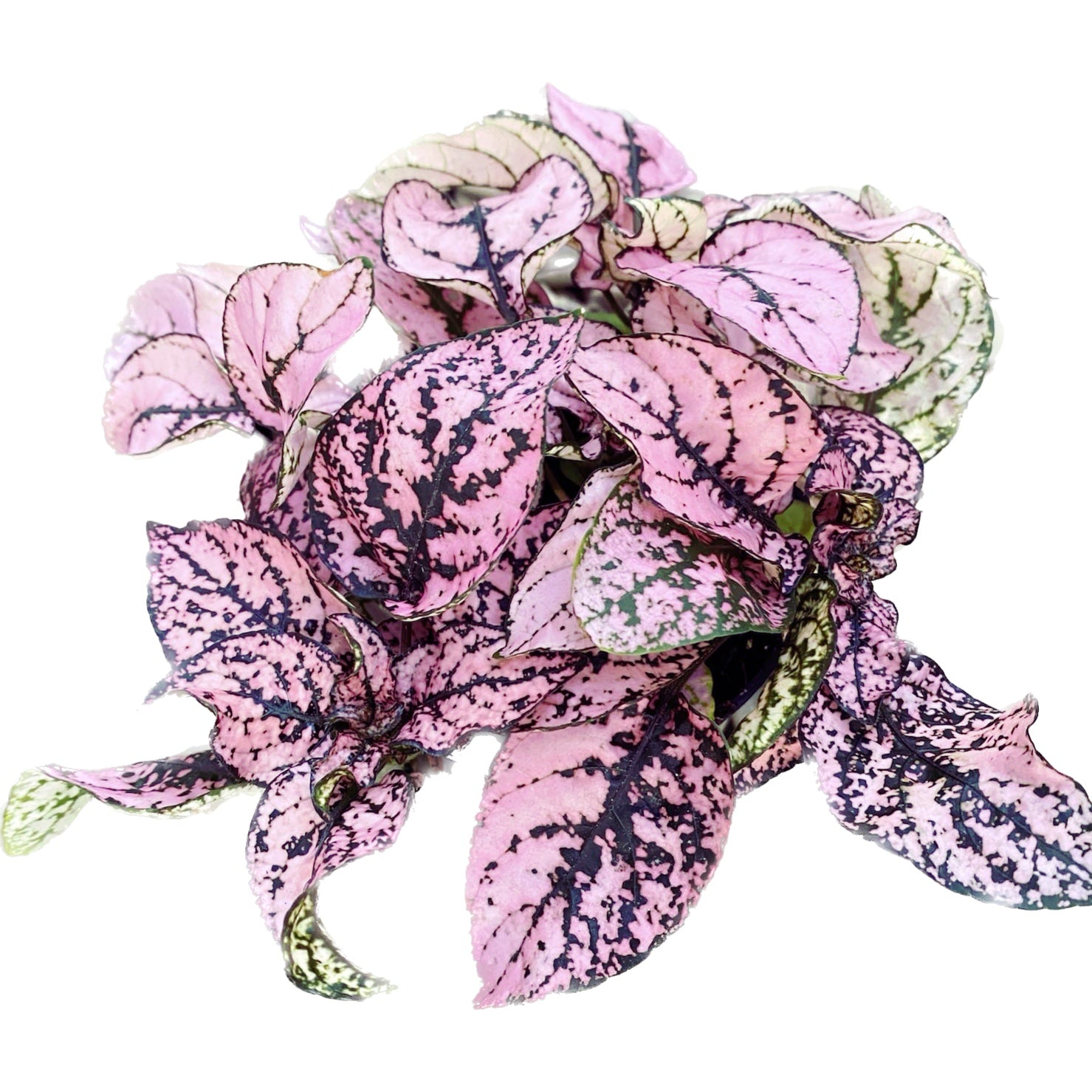 Hypoestes phyllostachya Pink (planta cu pistrui)