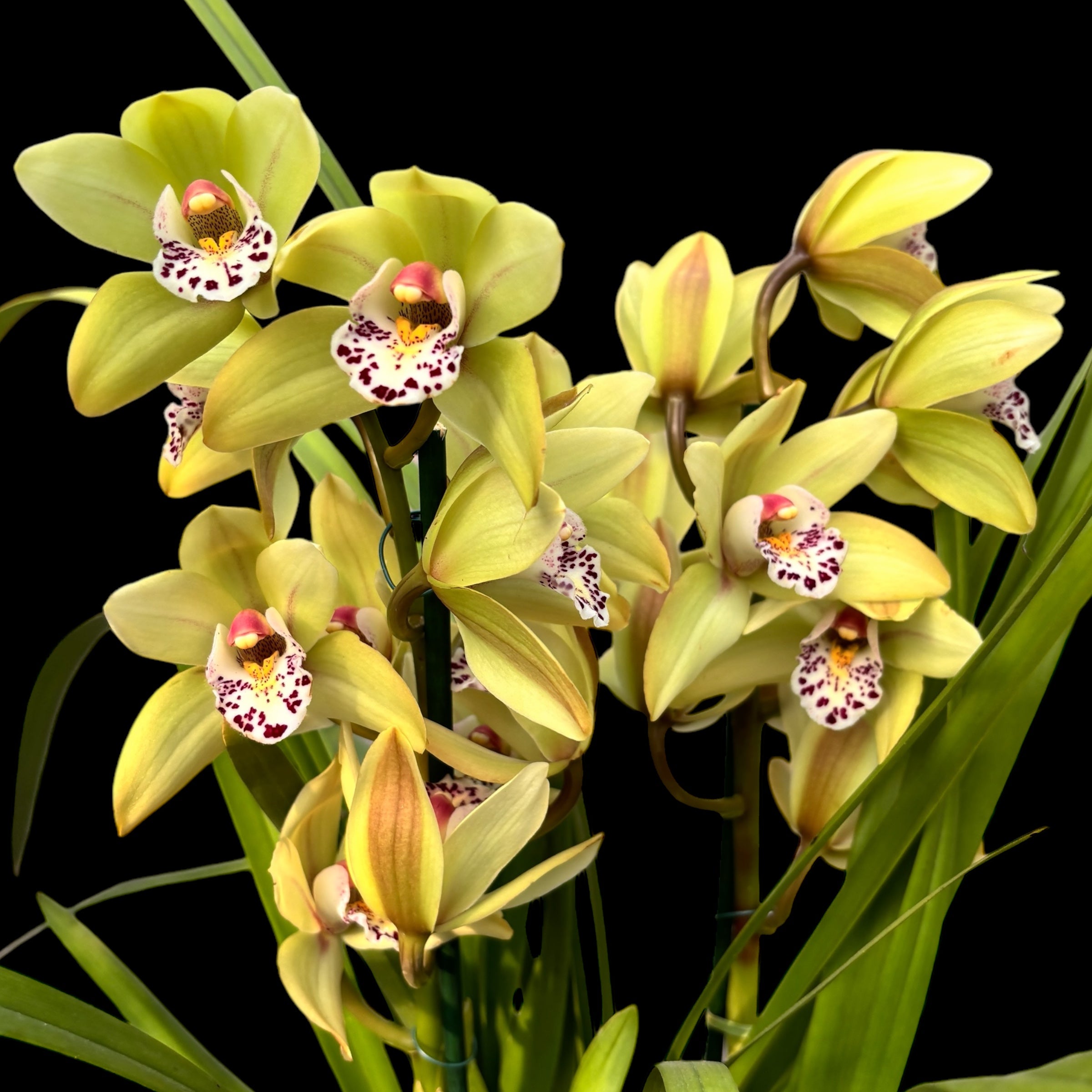 Cymbidium Anna