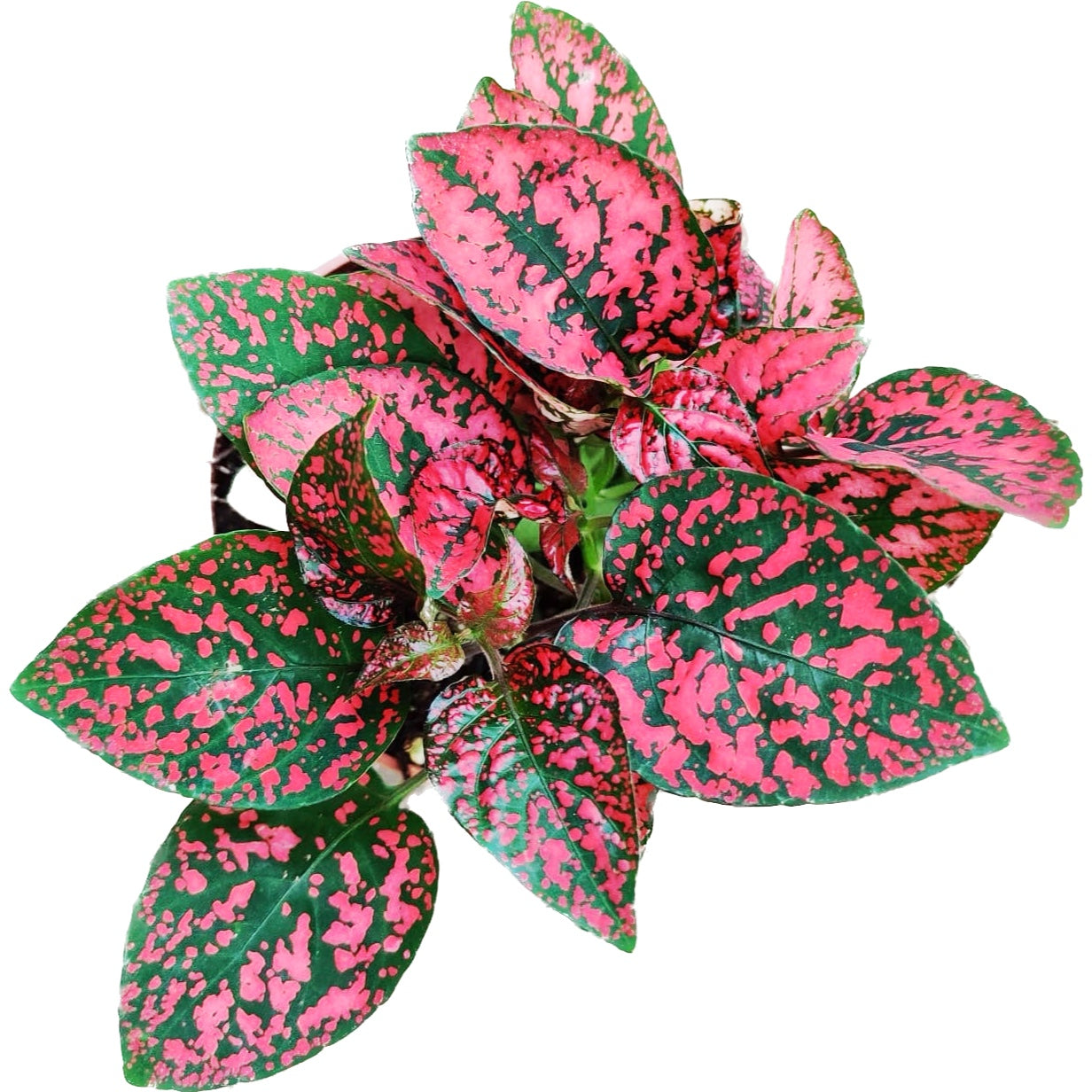 Hypoestes phyllostachya Red (planta cu pistrui)