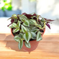 Tradescantia zebrina ljubičasta D9