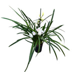 Cymbidium ‘Steffi’