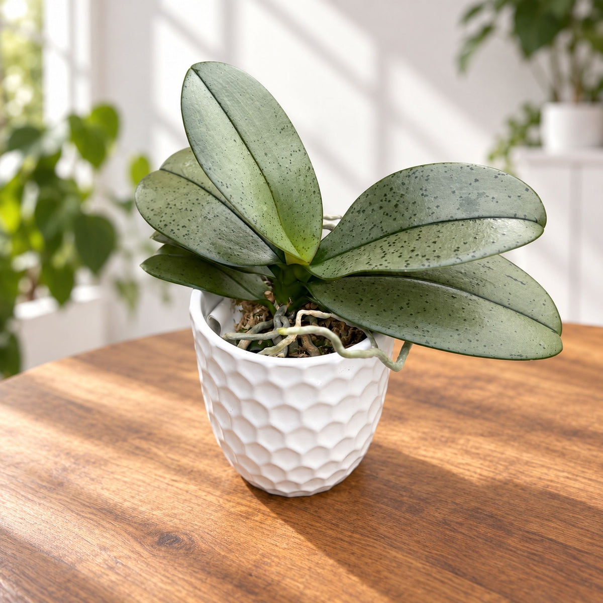 Phalaenopsis Ron-E Glamor '3252' - fleurs parfumées