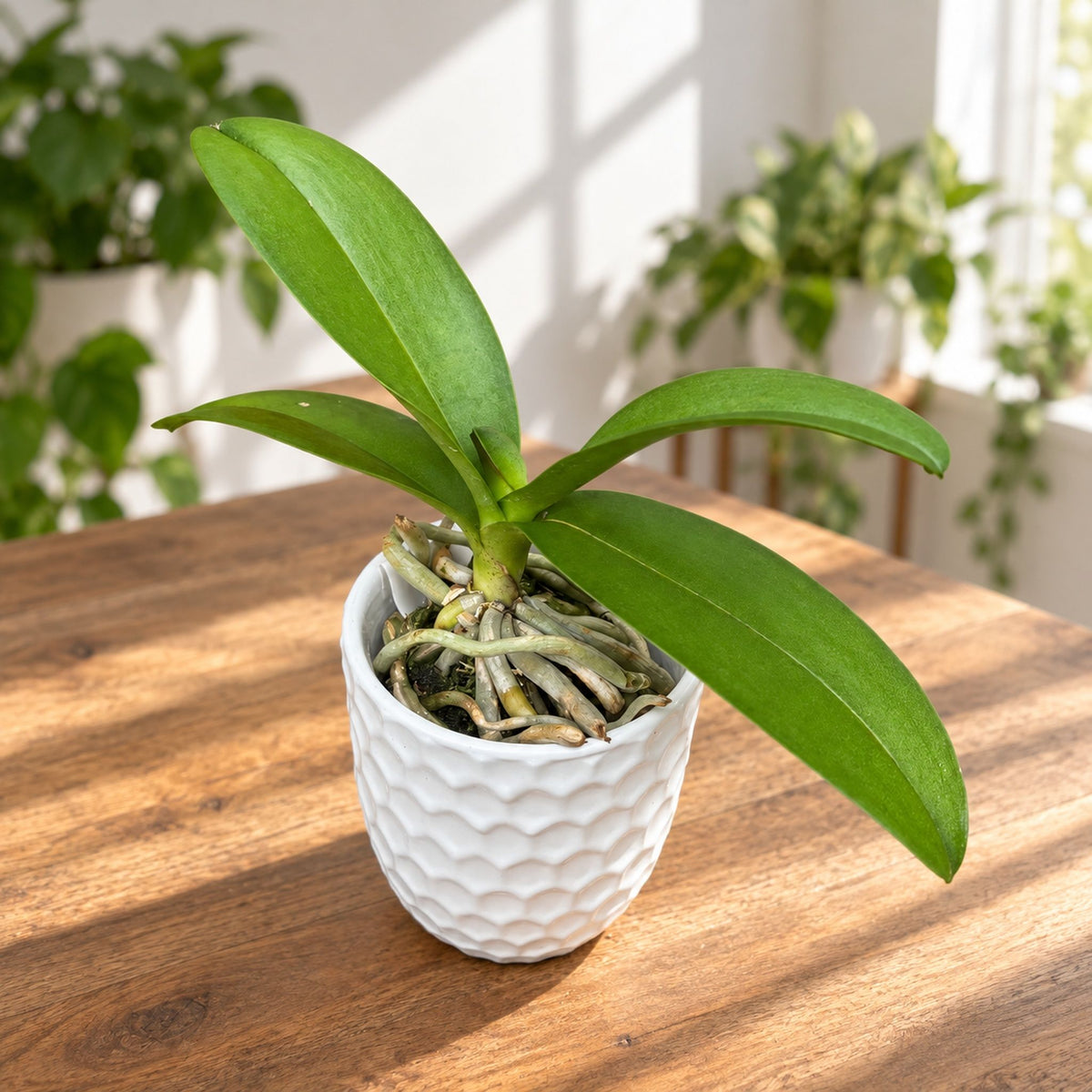 Phalaenopsis Liu's Sakura 'KF'