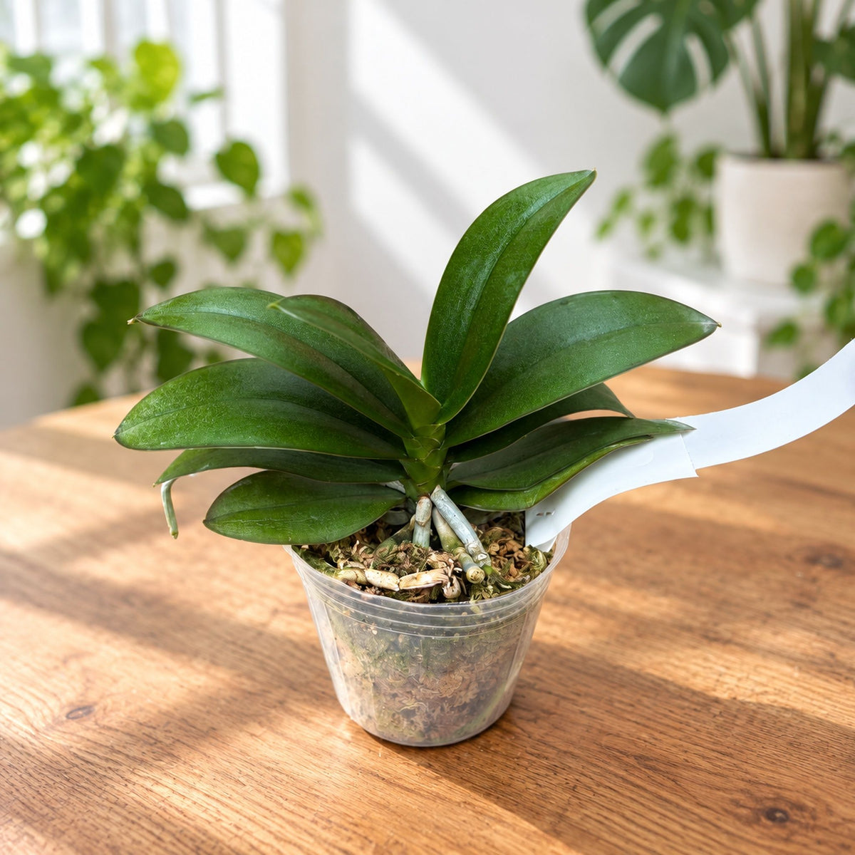 Phalaenopsis Miki Fire Bat 'Bee' (peloric)