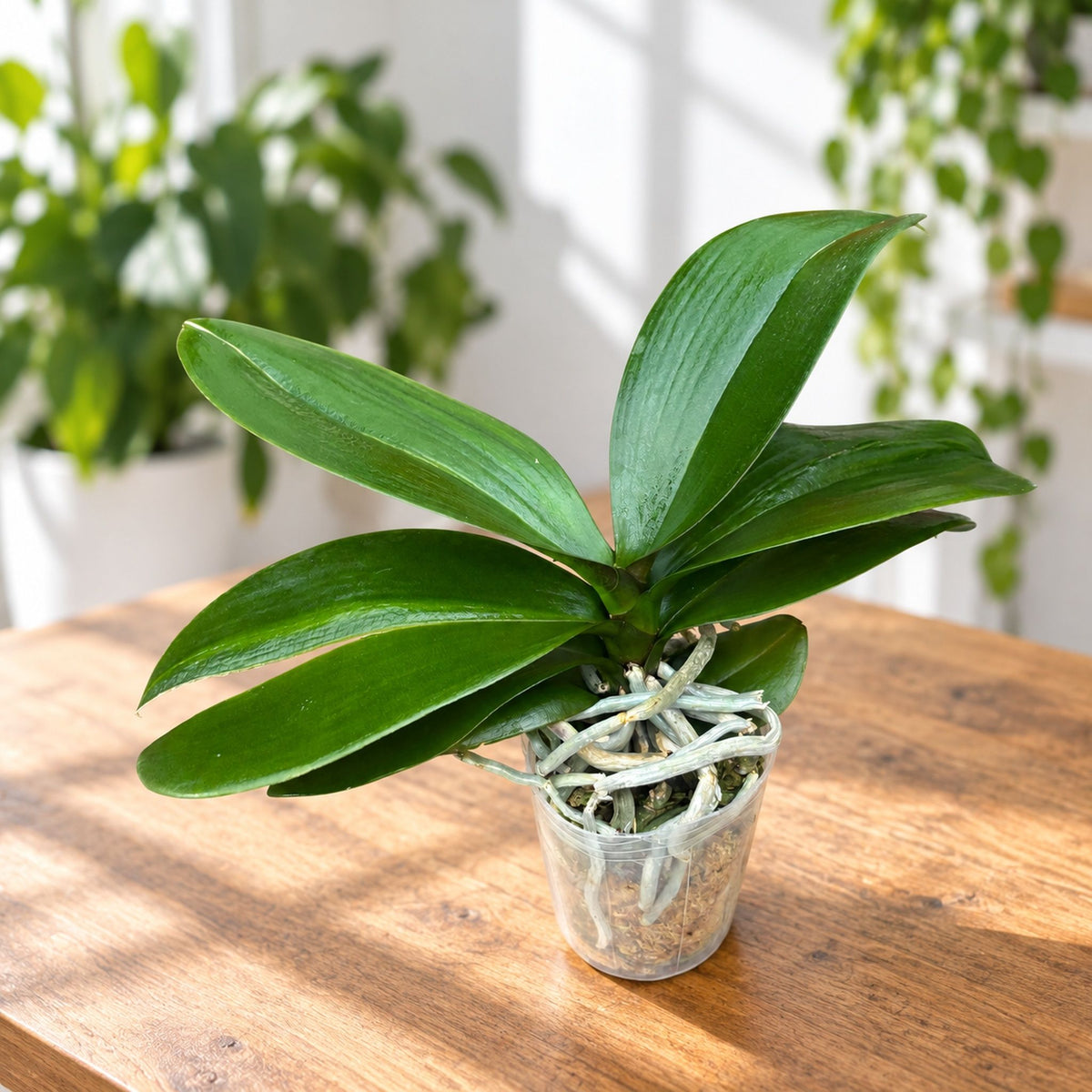 Phalaenopsis Dragon Heart - grande lèvre