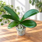 Phalaenopsis Charming Flamingo