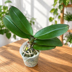 Phalaenopsis Harck Purple Queen