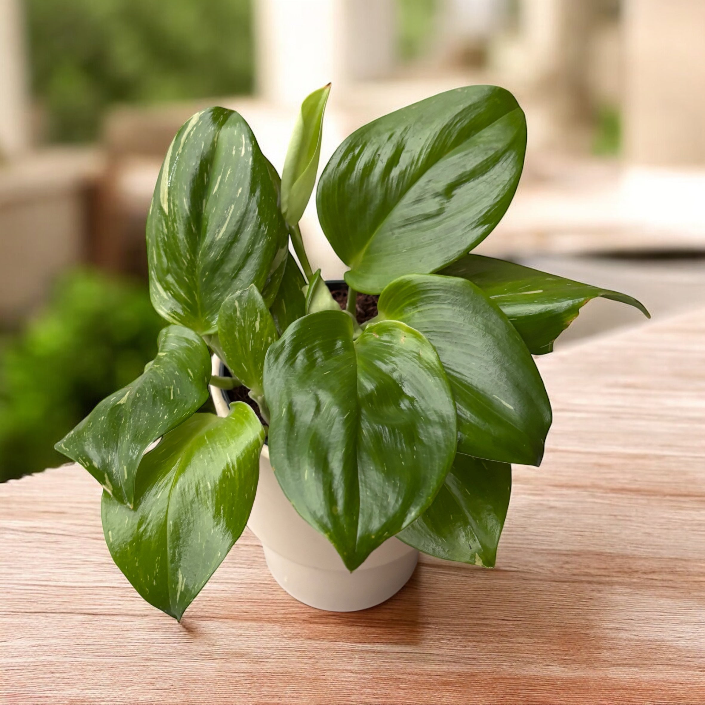 Scindapsus pictus 'Rubicon' – frunzis catifelate cu irizatii