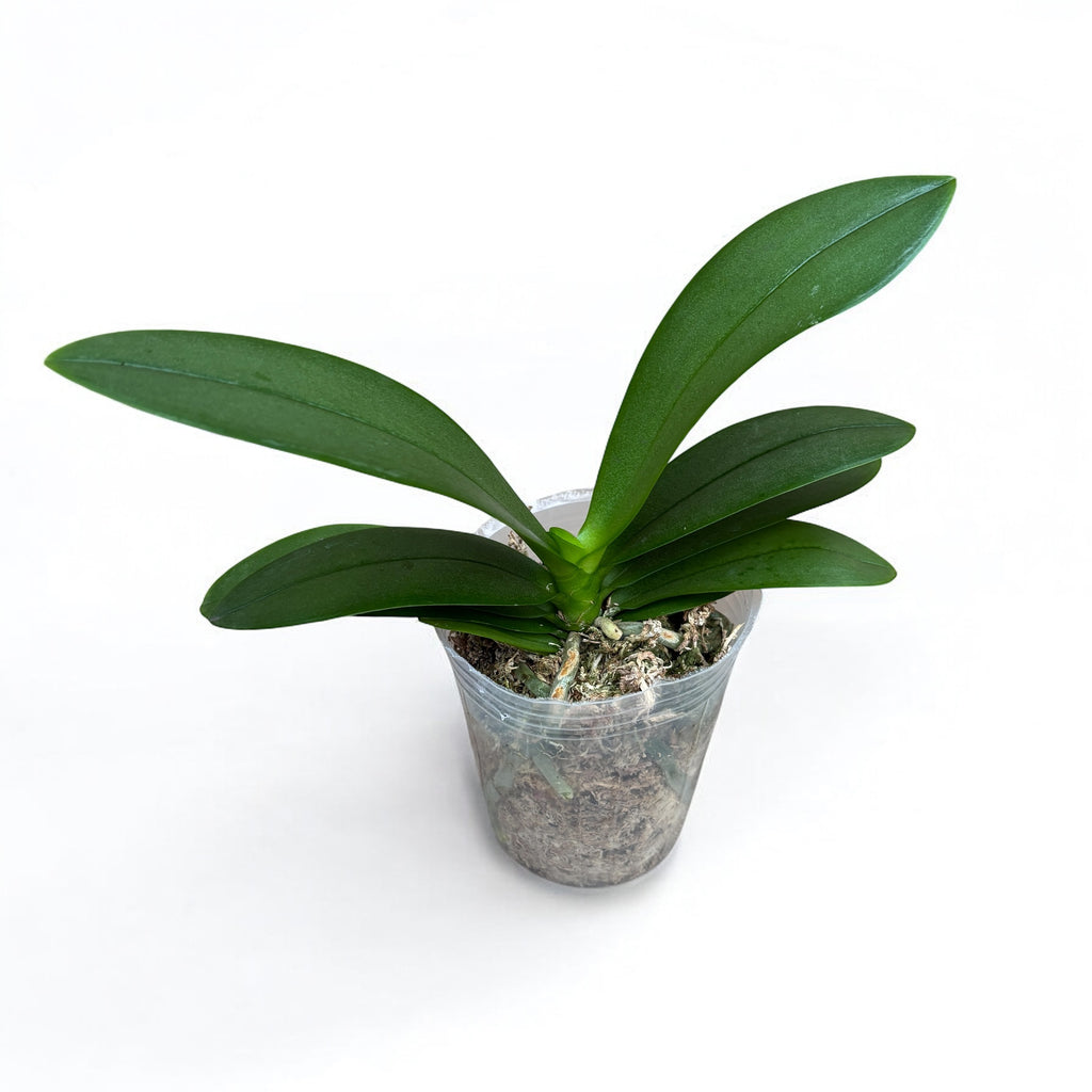 Phal. Purple Princess × Chienlung Moonlight (peloric)