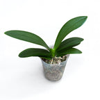 Phal. Purple Princess × Chienlung Moonlight (peloric)