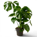 Monstera deliciosa (rastlina švicarski sir) 3 rastline/črepnik - XL primerki