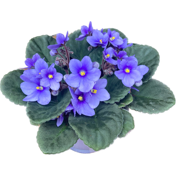 Saintpaulia Toronto - blue violets