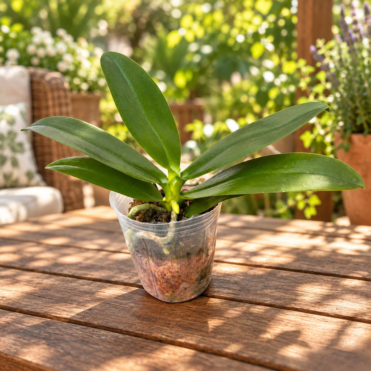 Phalaenopsis Cheese Burnt Cream (peloric) - illatos virágok