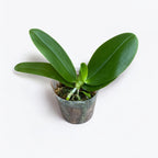 Phalaenopsis Sweet Memory Liodoro - intensely fragrant flowers