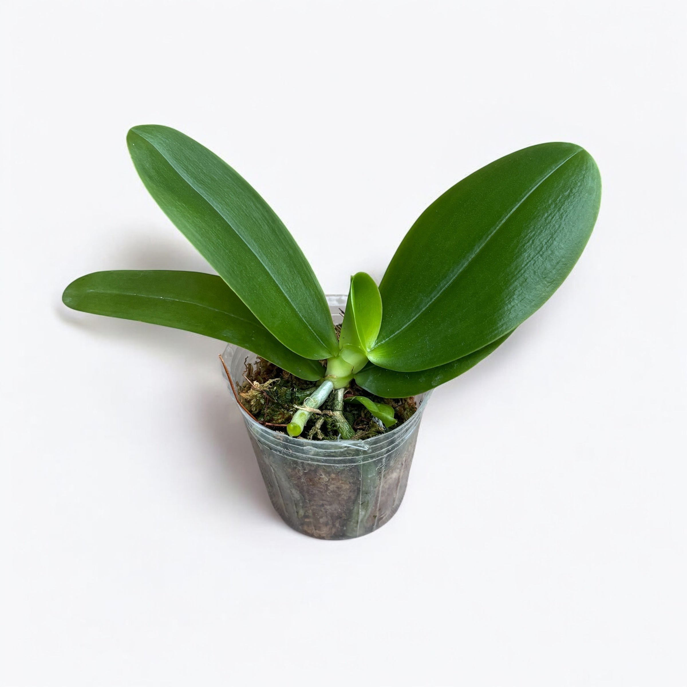 Phalaenopsis Sweet Memory Liodoro - flori intens parfumate