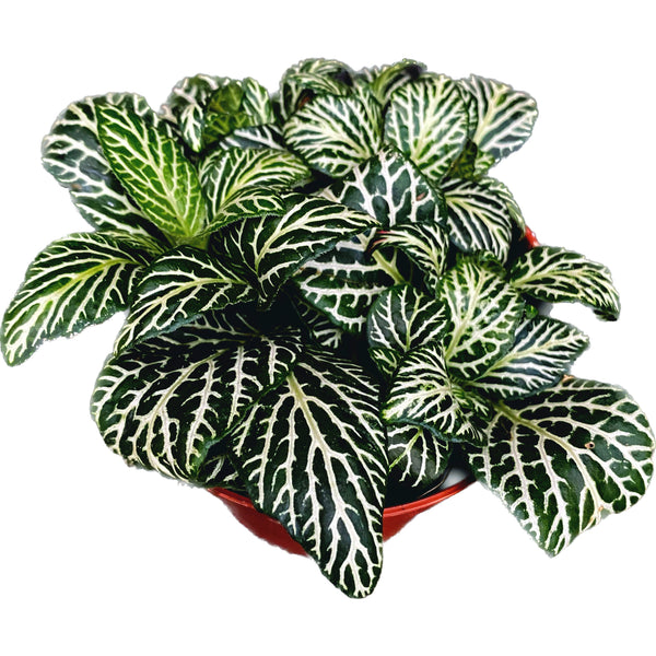 Fittonia ‘Marble Green', planta mozaic