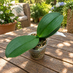 Phalaenopsis Liu's Triprince „Sakura“