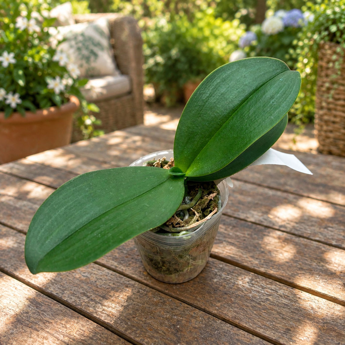 Phalaenopsis Liu's Triprince 'Sakura'