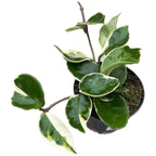 Hoya carnosa 'Albomarginata'