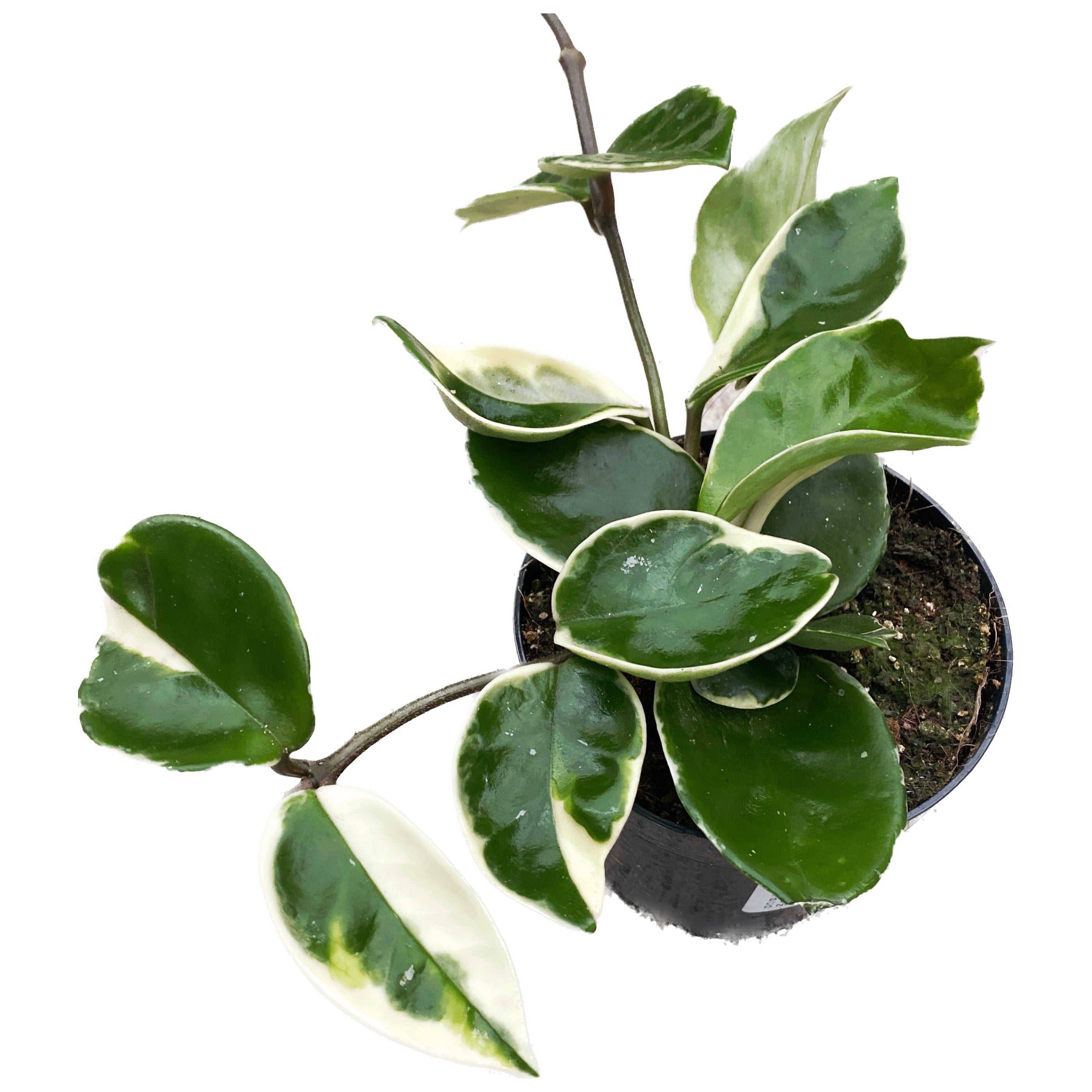 Hoya carnosa 'Albomarginata'