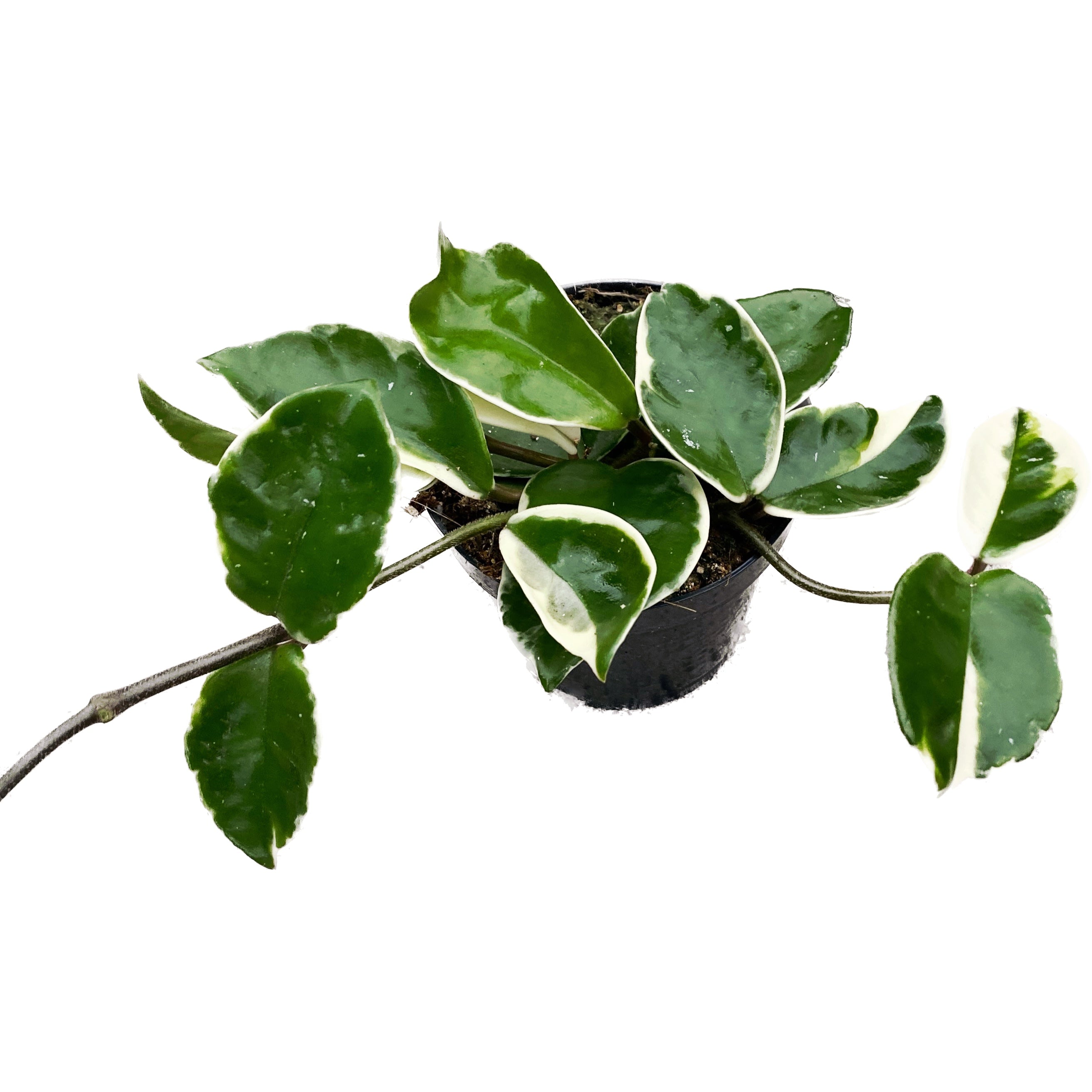 Hoya carnosa 'Albomarginata'