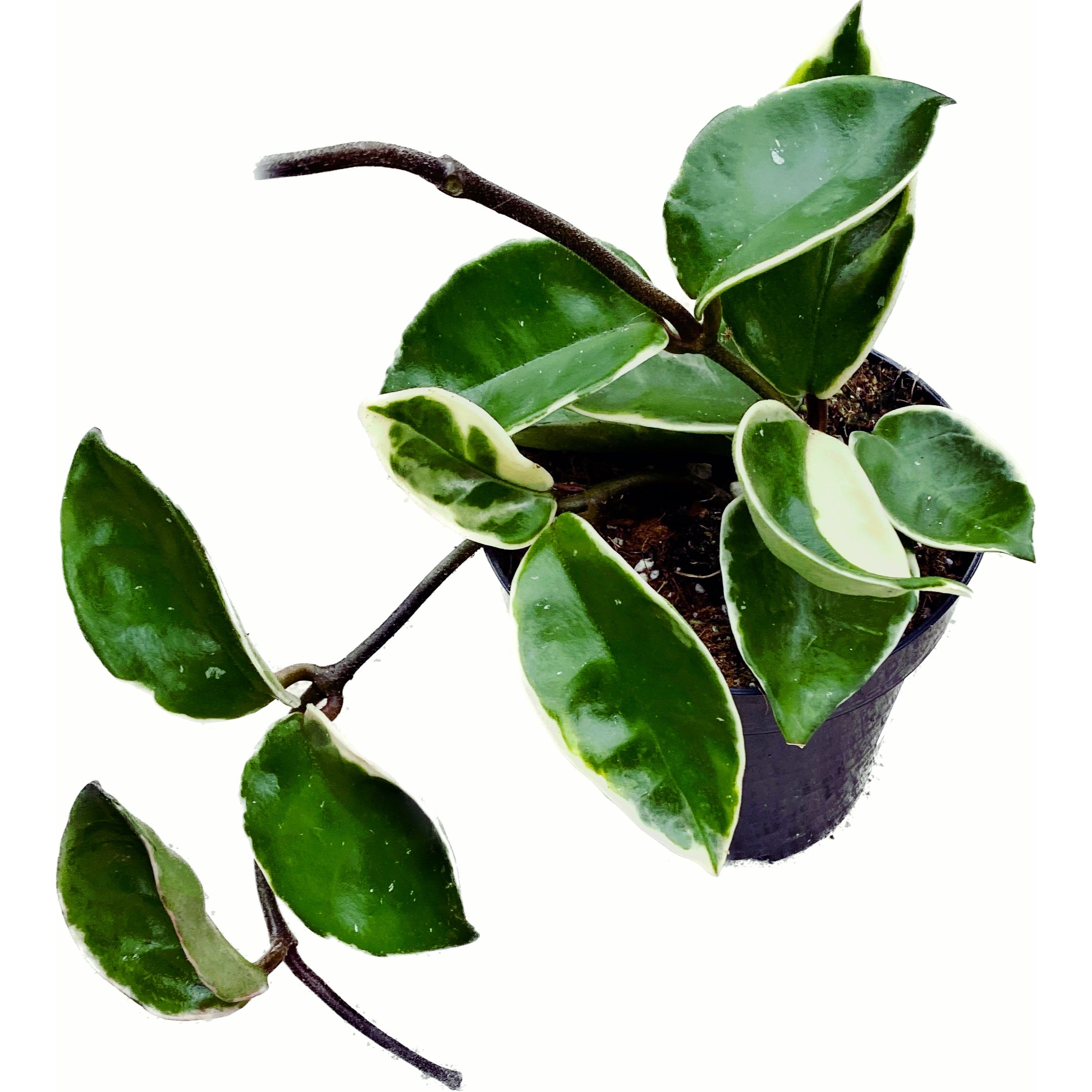 Hoya carnosa 'Albomarginata'